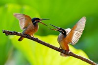 359 - TWO LITTLE KINGFISHERS - LING YONGXIONG - australia